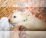 Puppy Pontiac English Cream Golden Retriever