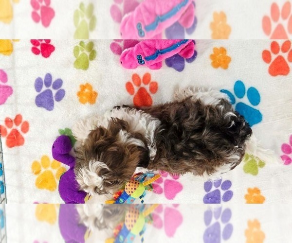 Medium Photo #8 Havashire Puppy For Sale in ORO VALLEY, AZ, USA