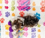 Small Photo #8 Havashire Puppy For Sale in ORO VALLEY, AZ, USA