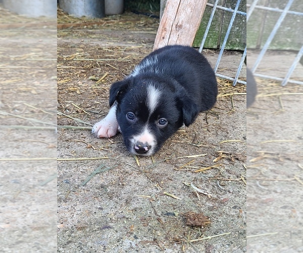 Medium Photo #3 Border Collie Puppy For Sale in PORTAGE, WI, USA