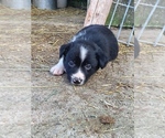 Small #2 Border Collie