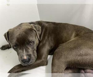 Mutt Dogs for adoption in Houston, TX, USA