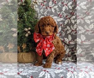 Goldendoodle (Miniature) Puppy for sale in NOTTINGHAM, PA, USA