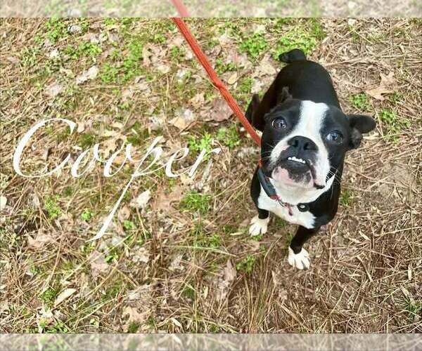 Medium Photo #1 Boston Terrier Puppy For Sale in New York, NY, USA