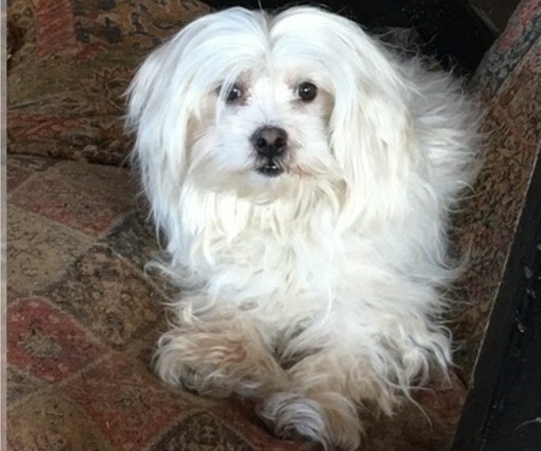 Medium Photo #1 Coton de Tulear Puppy For Sale in RUBICON, WI, USA