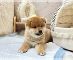 Small Photo #5 Shiba Inu Puppy For Sale in SAN FRANCISCO, CA, USA
