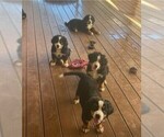 Small #2 Bernese Mountain Dog