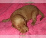 Small Photo #8 Labradoodle Puppy For Sale in LINCOLN, AL, USA