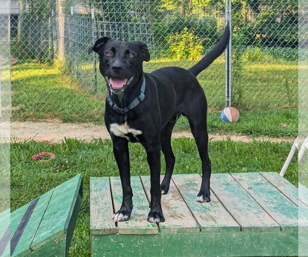 Medium Photo #5 Mutt Puppy For Sale in Calhoun, GA, USA