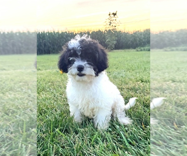 Medium Photo #2 Cavapoo (Miniature) Puppy For Sale in WEST SALEM, OH, USA