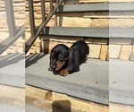 Small #26 Dachshund