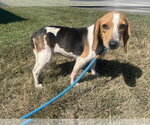 Small Photo #2 Beagle Puppy For Sale in Evansville, IN, USA