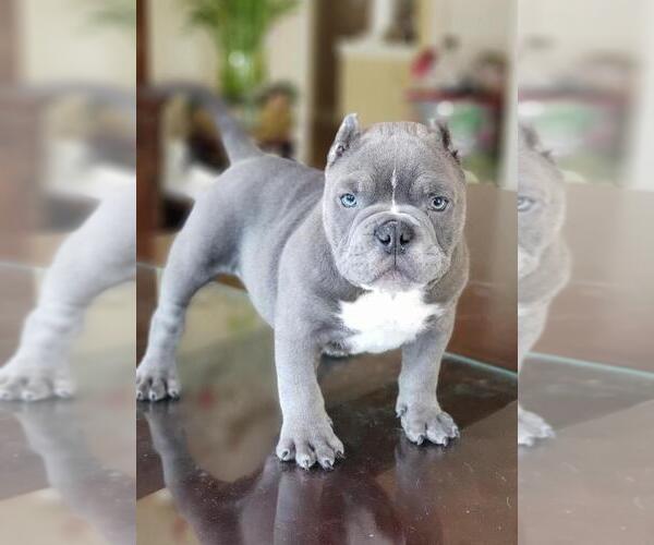 Medium Photo #11 American Bully-American Pit Bull Terrier Mix Puppy For Sale in DRACUT, MA, USA