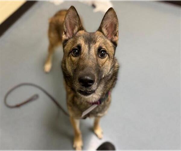 Medium Photo #1 German Shepherd Dog-Unknown Mix Puppy For Sale in Denver, CO, USA