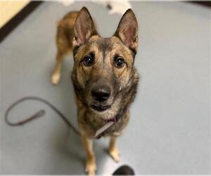 German Shepherd Dog-Unknown Mix Dogs for adoption in Denver, CO, USA