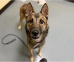 Small German Shepherd Dog Mix