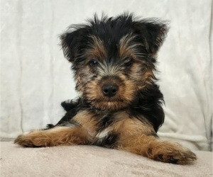 Yorkshire Terrier Puppy for sale in SPRING LAKE, NC, USA