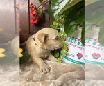 Small #2 Golden Retriever