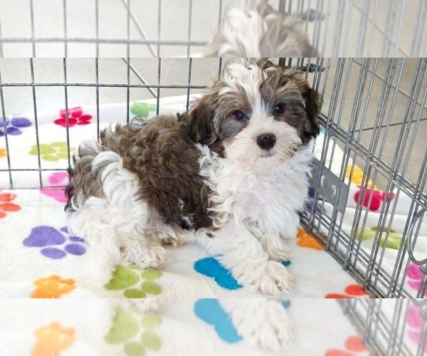 Medium Photo #11 Havashire Puppy For Sale in ORO VALLEY, AZ, USA