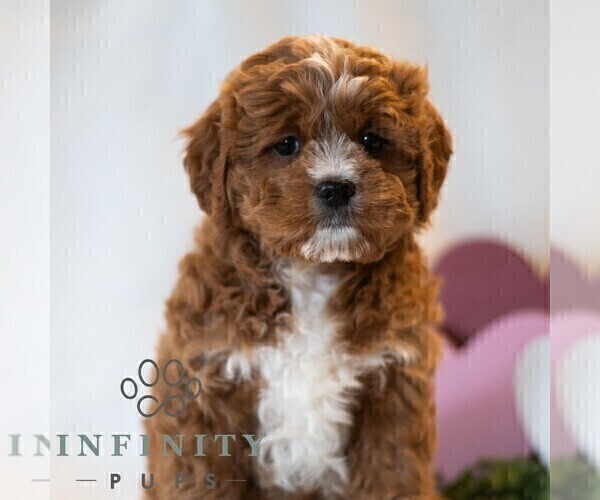 Medium Photo #5 Cavapoo (Miniature) Puppy For Sale in DORNSIFE, PA, USA