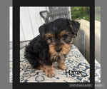 Small #2 Yorkshire Terrier