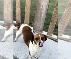 Chihuahua-Unknown Mix Dogs for adoption in Holly Springs, NC, USA