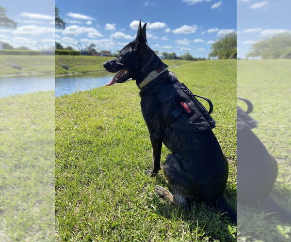 Medium Photo #3 Dutch Shepherd -German Shepherd Dog Mix Puppy For Sale in Imlay City, MI, USA