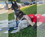 Small Photo #2 Mutt Puppy For Sale in Lake Forest, CA, USA