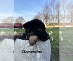 Small Photo #22 German Shepherd Dog-Siberian Husky Mix Puppy For Sale in COLUMBUS, OH, USA