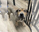 Small #1 Chinese Shar-Pei