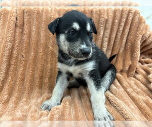 Mutt Dogs for adoption in San Bernardino, CA, USA