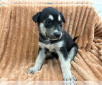 Small Mutt