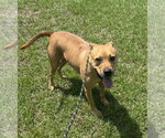 Small #5 Black Mouth Cur-Bulldog Mix