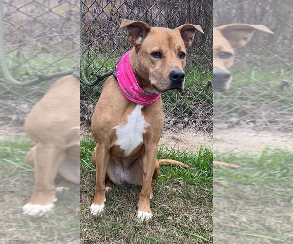 Medium Photo #1 Carolina Dog-Mountain Cur Mix Puppy For Sale in Orangeburg, SC, USA