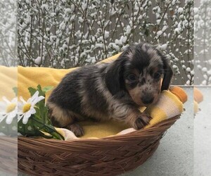 Dachshund Puppy for sale in HAVEN, KS, USA