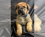 Puppy Blue German Shepherd Dog-Malinois Mix