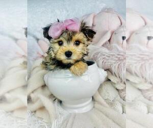 Morkie Puppy for sale in MIAMI, FL, USA