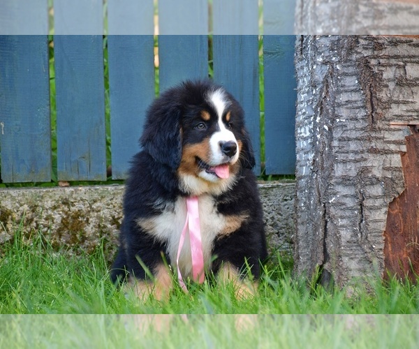 Medium Photo #4 Bernese Mountain Dog Puppy For Sale in Dej, Cluj, Romainia