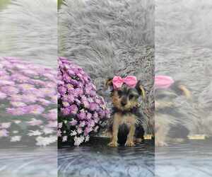 Yorkshire Terrier Puppy for sale in INDIANAPOLIS, IN, USA