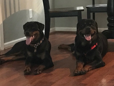 Medium Photo #1 Rottweiler Puppy For Sale in IRMO, SC, USA