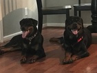 Small Photo #1 Rottweiler Puppy For Sale in IRMO, SC, USA