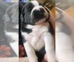 Small #4 Cane Corso-Saint Bernard Mix