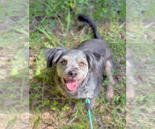 Medium Photo #1 Poodle (Miniature)-Unknown Mix Puppy For Sale in Pacolet, SC, USA