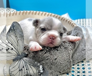 French Bulldog Puppy for sale in DISCOVERY BAY, CA, USA