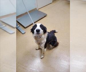 Border Collie Dogs for adoption in Fort Collins, CO, USA