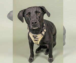 Labrador Retriever-Staffordshire Bull Terrier Mix Dogs for adoption in Oakhurst, NJ, USA