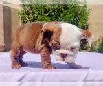 Small Photo #17 English Bulldog Puppy For Sale in LAS VEGAS, NV, USA