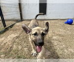 Small #19 Anatolian Shepherd-Rhodesian Ridgeback Mix