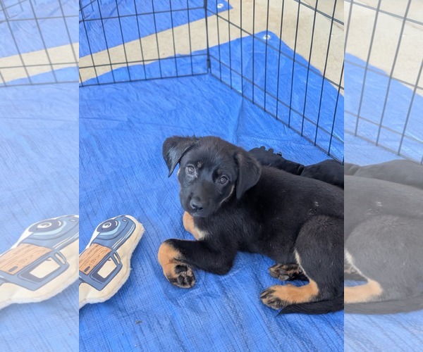 Medium Photo #2 Mutt Puppy For Sale in Holly Springs, NC, USA