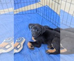 Small #1 Mutt